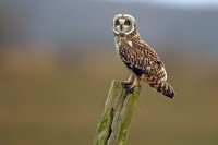 Hibou des marais (côte picarde)