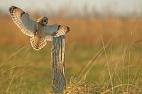 Hibou des marais (côte picarde)