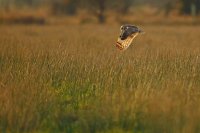 Hibou des marais (côte picarde)