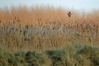 Hibou des marais (côte picarde)