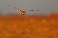 Hibou des marais (côte picarde)
