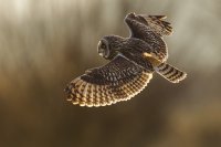 Hibou des marais (côte picarde)