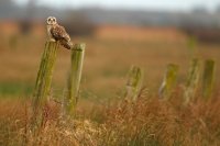 Hibou des marais (côte picarde)