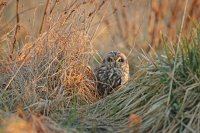Hibou des marais (Haute-Somme)