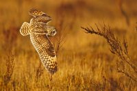 Hibou des marais (Haute-Somme)