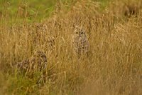 Hibou des marais (Haute-Somme)