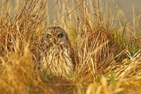 Hibou des marais (Haute-Somme)
