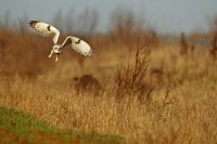 Hibou des marais (Haute-Somme)