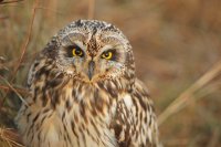 Hibou des marais (Haute-Somme)