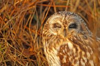 Hibou des marais (Haute-Somme)