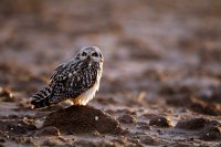 Hibou des marais (Haute-Somme)