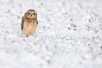 Hibou des marais (Haute-Somme)