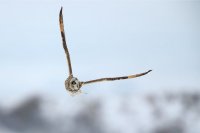 Hibou des marais (Hauts-de-France)