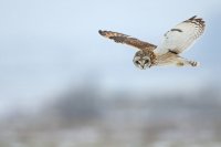 Hibou des marais (Hauts-de-France)