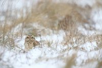 Hibou des marais (Hauts-de-France)