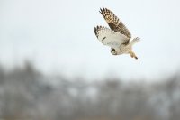 Hibou des marais (Hauts-de-France)