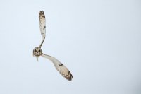 Hibou des marais (Hauts-de-France)