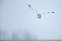 Hibou des marais (Hauts-de-France)