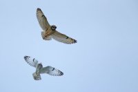 Hibou des marais (Hauts-de-France)