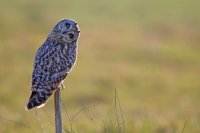 Hibou des marais (Hauts-de-France)