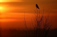 Hibou des marais (Hauts-de-France)