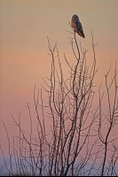 Hibou des marais (Hauts-de-France)