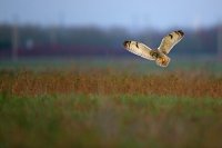 Hibou des marais (Somme)