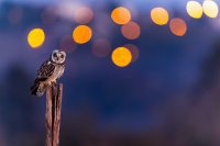 Hibou des marais (Somme)