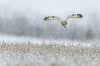 Hibou des marais (Somme)