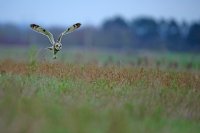 Hibou des marais (Somme)