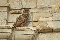Hibou grand-duc