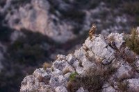 Hibou grand-duc