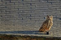 Hibou grand-duc