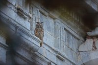 Hibou grand-duc