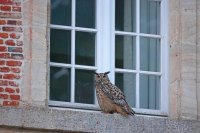 Hibou grand-duc