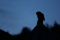 Hibou grand-duc