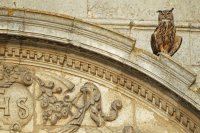 Hibou grand-duc