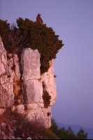 Hibou grand-duc mâle (sud de la France)
