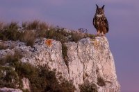Hibou grand-duc