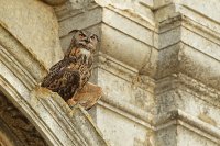 Hibou grand-duc