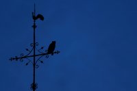 Hibou grand-duc