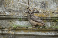 Hibou grand-duc
