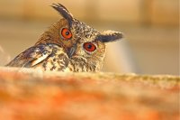 Hibou grand-duc