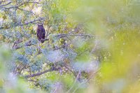 Hibou grand-duc 