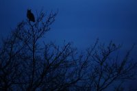 Hibou grand-duc (Bourgogne)