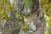 Hibou grand-duc (Massif ardennais)