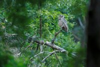 Hibou grand-duc juvénile (Massif ardennais)