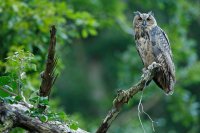 Hibou grand-duc juvénile (Massif ardennais)