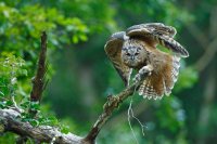Hibou grand-duc juvénile (Massif ardennais)