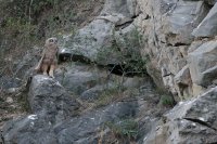Hibou grand-duc juvénile (Massif ardennais)